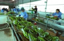 vietnam netherlands agree to enhance agricultural partnership